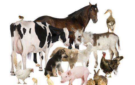 Animal Health